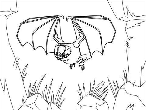 Hairy Legged Vampire Bat Coloring Page